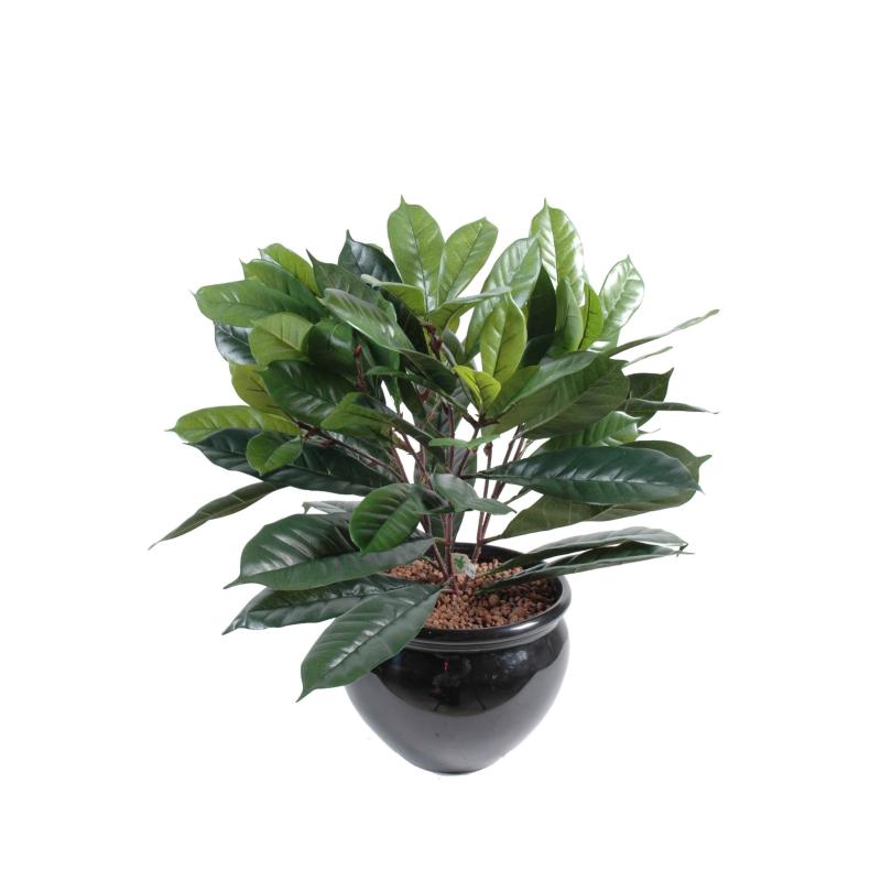 Cyathistipula artificiel en pot