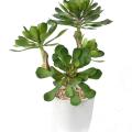 Succulente Artificielle en Pot 30