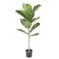 Lyrata Artificiel