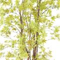 Aralia Artificiel PE 180 UV (erable)