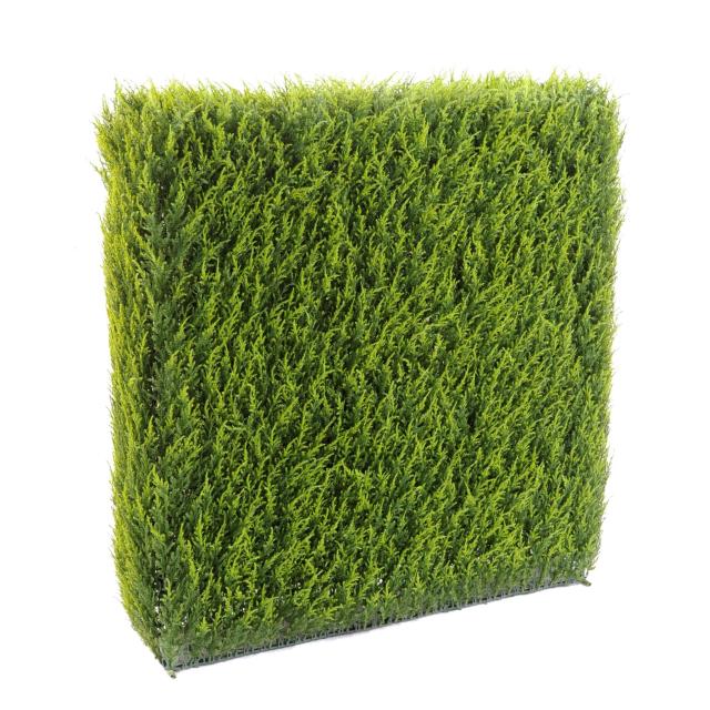 Haie de Cyprès Juniperus Pour Extérieur 4 Hauteurs Disponibles
