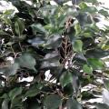 Ficus artificiel exotica buisson