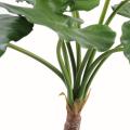 Alocasia artificiel Calidora