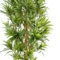 Dracaena Artificiel Reflexa