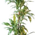 Dracaena Artificiel Fragrans *4