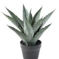 Agave Artificielle