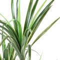 Dracaena Artificiel Marginata 125