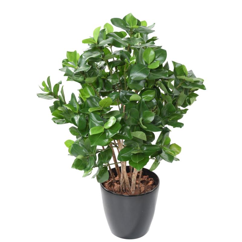 Clusia buisson