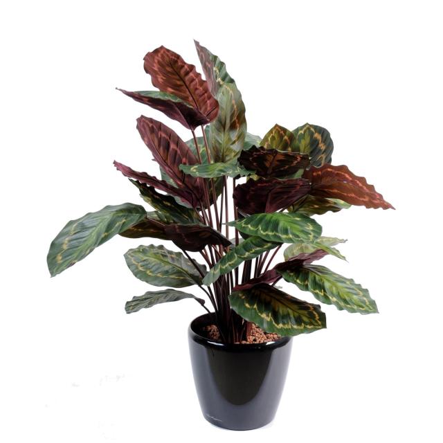 Calathea Roseopicta Artificiel