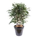 Ficus artificiel exotica buisson