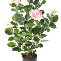 Rosier Artificiel Royal