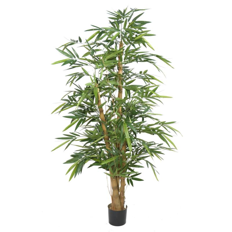 BAMBOU BUDDHA TREE
