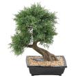 BONSAI JUNIPERUS ARTIFICIEL