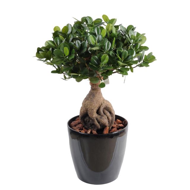 Ficus Artificiel Panda Ginseng - Bonsais Artificiels