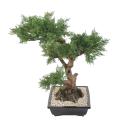 BONSAI JUNIPERUS ARTIFICIEL EN COUPE