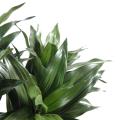 Dracena artificiel Fragans 3 troncs