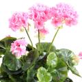 Geranium artificiel 30 cm