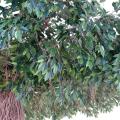 Ficus artificiel lianes umbrella