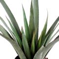Aloe artificielle Ferox Plast