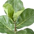 Lyrata Artificiel