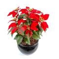 Poinsetia artificiel rouge, rose, crème