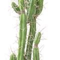 Cactus Artificiel Finger F