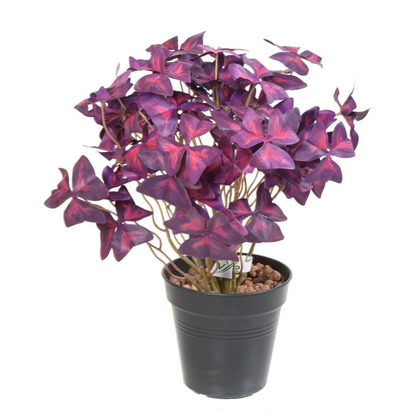Oxalis (tréfle) Artificiel