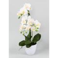 Orchidée Phalaenopsis pot *3
