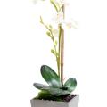 Orchidée artificielle Phalaenopsis Pot