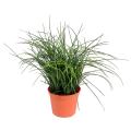 Herbe Artificielle Fine Pot
