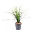Herbe artificielle Onion Grass Plast