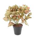 Coleus Artificiel