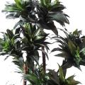 Dracaena Artificiel Fragrans Compacta