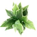 Hosta Artificiel 18 Feuilles