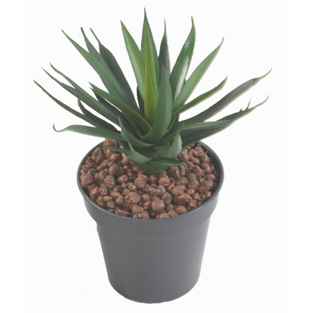 Agave Artificielle 29