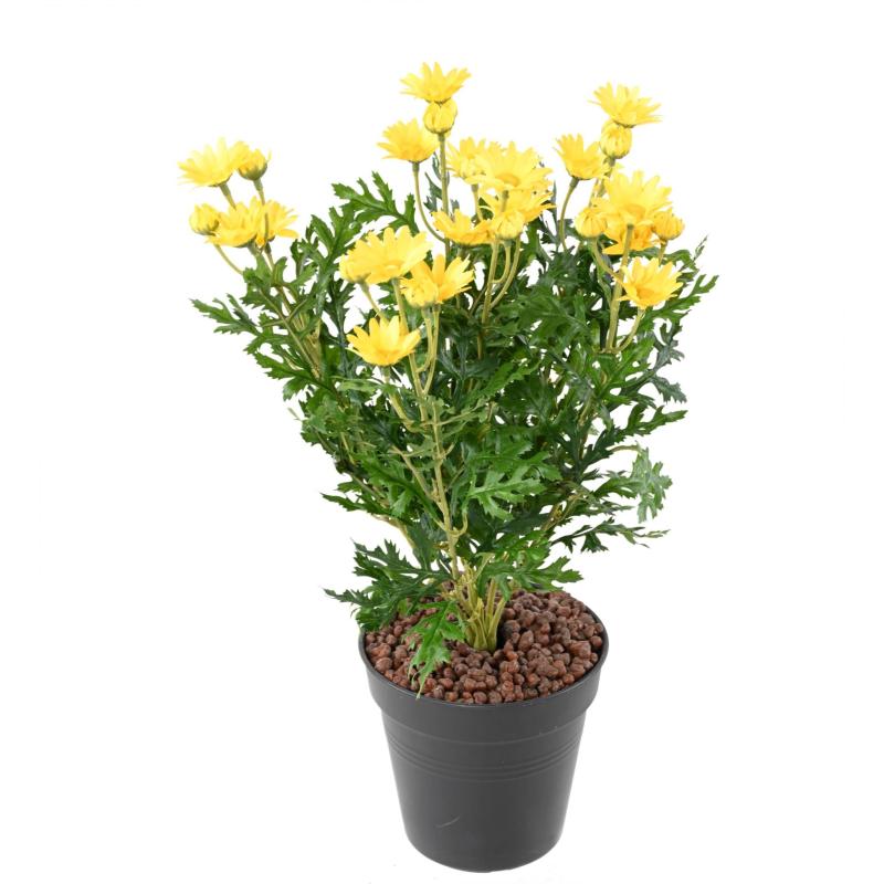 Marguerite artificielle Anthemis