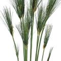 Papyrus artificiel Cyperus