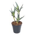 Aloe 35 Artificielle