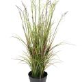 Acorus Artificiel Fleuri Pot