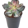 Succulente Artificielle VR