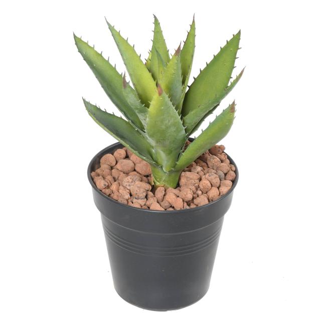Aloevera Artificielle 12