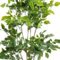 Palissandre artificiel Plast