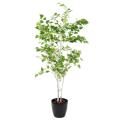 BOULEAU artificiel VERRUQUEUX