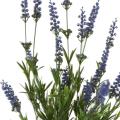 Lavande Artificielle