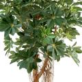 Schefflera artificiel BABY TREE
