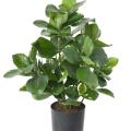CLUSIA Artificiel 45