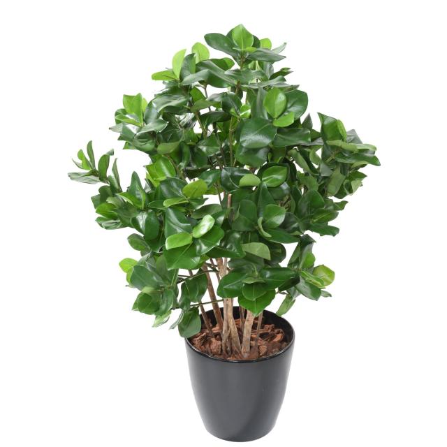 Clusia Buisson