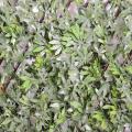 Aralia artificiel Palissade 1 m x 2 m