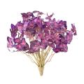Oxalis (tréfle) Artificiel