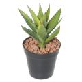 Aloevera Artificielle 12